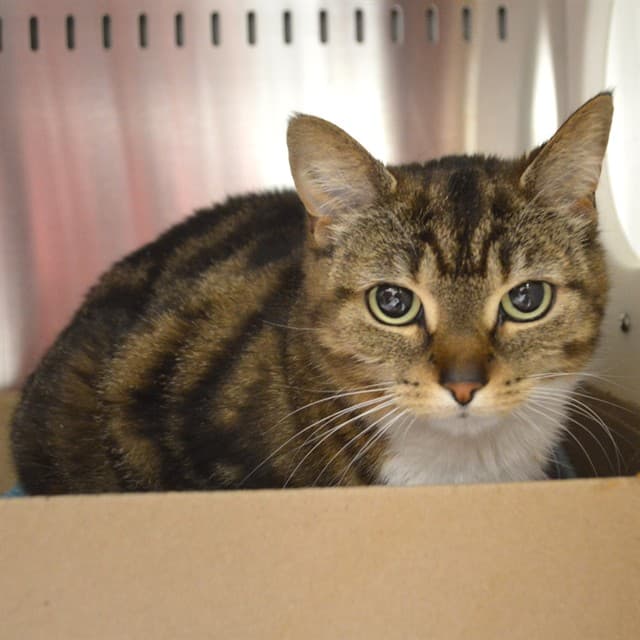CLEO - Domestic Shorthair cat available for adoption at Ottawa Humane Society in Ottawa