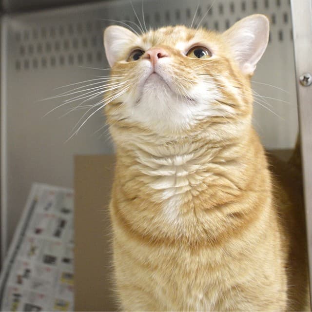 CHICHI - Domestic Shorthair cat available for adoption at Ottawa Humane Society in Ottawa