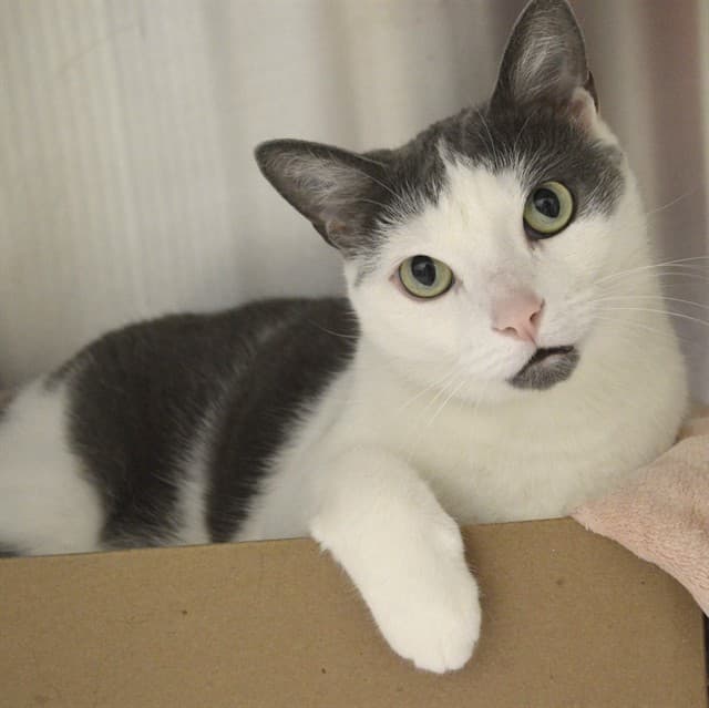 NILES - Domestic Shorthair cat available for adoption at Ottawa Humane Society in Ottawa
