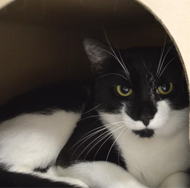 KOBE - Domestic Shorthair cat available for adoption at Ottawa Humane Society in Ottawa