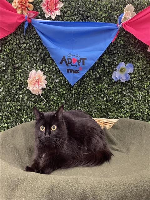 EMBER - Domestic Mediumhair cat available for adoption at Saskatoon Animal Control Agency in Saskatoon