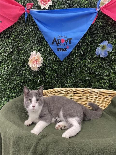 IGNACIO - Domestic Shorthair cat available for adoption at Saskatoon Animal Control Agency in Saskatoon