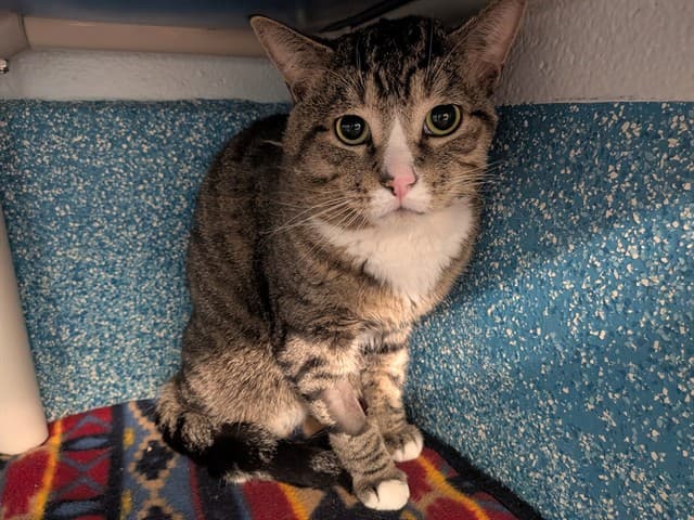TEDDY - Domestic Shorthair cat available for adoption at City of Toronto Animal Services in Toronto