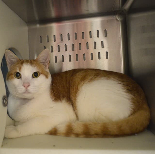 WALTER - Domestic Shorthair cat available for adoption at Ottawa Humane Society in Ottawa