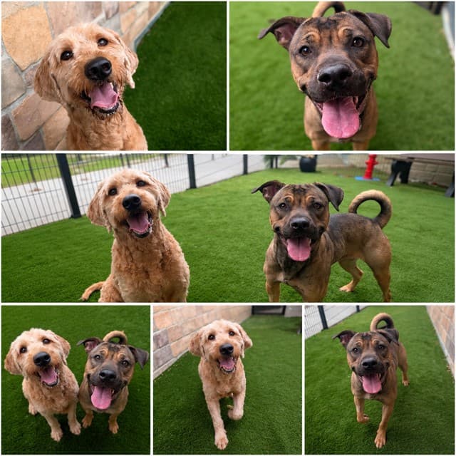 KING - Poodle - Standard mix available for adoption at City of Toronto Animal Services in Toronto