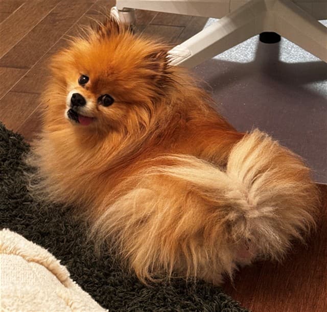 TOTO - Pomeranian available for adoption at Ottawa Humane Society in Ottawa