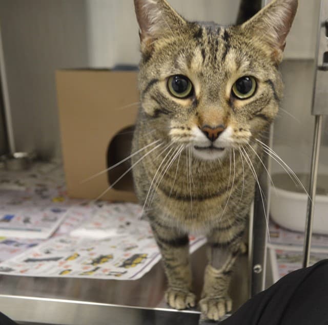 SOURDOUGH - Domestic Shorthair cat available for adoption at Ottawa Humane Society in Ottawa