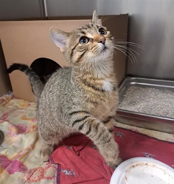 SNICKERS - Domestic Shorthair cat available for adoption at Ottawa Humane Society in Ottawa