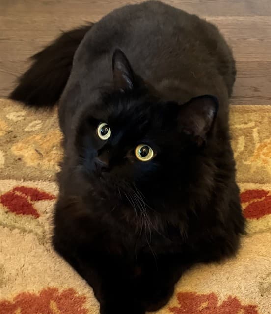 DIOR - Domestic Longhair cat available for adoption at Ottawa Humane Society in Ottawa