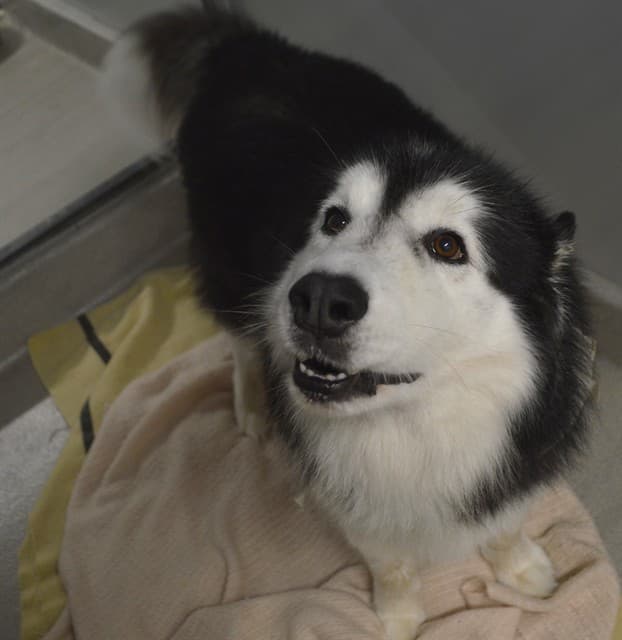 ZEUS - Siberian Husky and Alaskan Malamute available for adoption at Ottawa Humane Society in Ottawa
