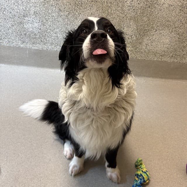 KIMO - Bernese Mountain Dog mix available for adoption at Ottawa Humane Society in Ottawa