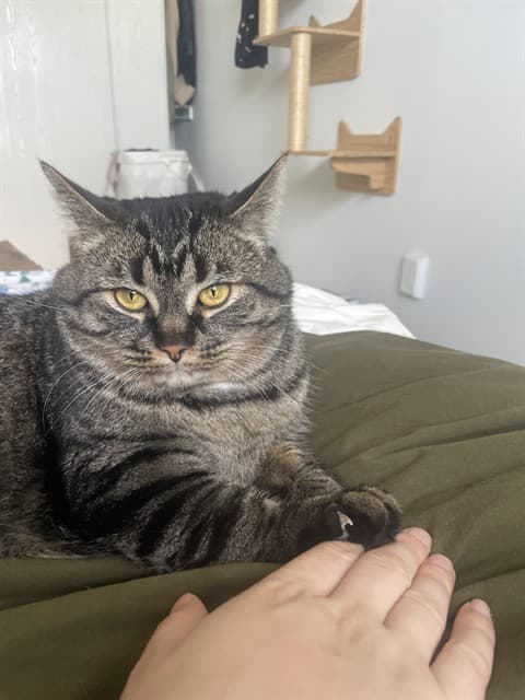 LEXIE - Domestic Shorthair cat available for adoption at Ottawa Humane Society in Ottawa