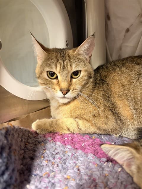 MRS. SNIFFLE POTTS - Domestic Shorthair cat available for adoption at City of Toronto Animal Services in Toronto