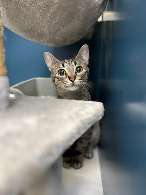 MARY - Domestic Shorthair cat available for adoption at City of Toronto Animal Services in Toronto