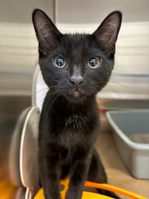 WALLY - Domestic Shorthair cat available for adoption at City of Toronto Animal Services in Toronto