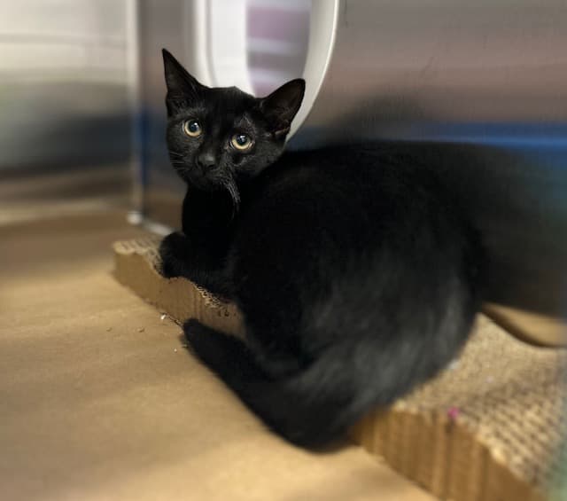 MOLLY - Domestic Shorthair cat available for adoption at City of Toronto Animal Services in Toronto