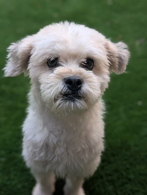 SHAUN - Shih Tzu and Poodle - Miniature available for adoption at City of Toronto Animal Services in Toronto
