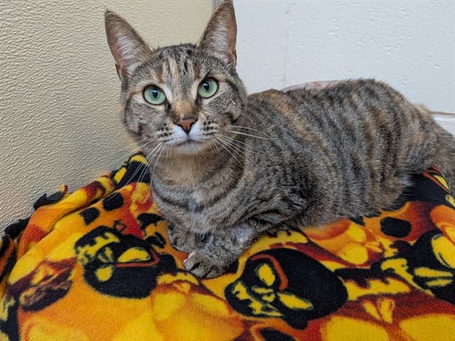 LOONA - Domestic Shorthair cat available for adoption at City of Toronto Animal Services in Toronto