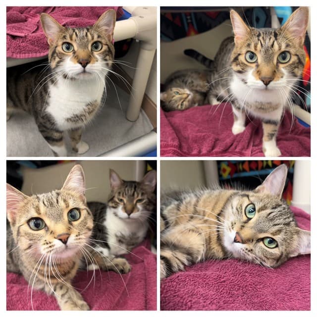 MILLIE - Domestic Shorthair cat available for adoption at City of Toronto Animal Services in Toronto