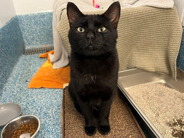 FINN - Domestic Shorthair cat available for adoption at City of Toronto Animal Services in Toronto