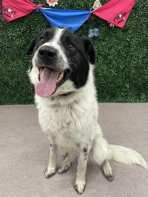 MUDDY - Border Collie mix available for adoption at Saskatoon Animal Control Agency in Saskatoon