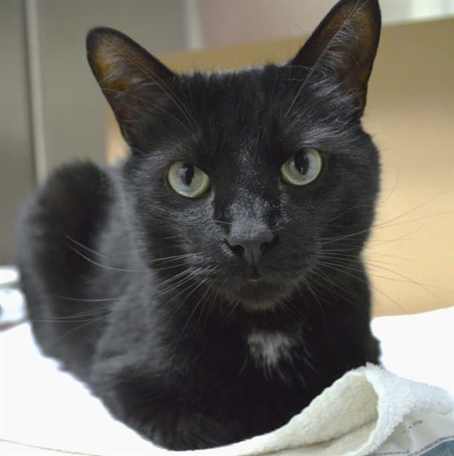 BENNY - Domestic Shorthair cat available for adoption at Ottawa Humane Society in Ottawa