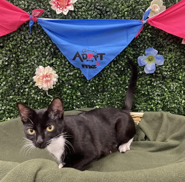 LIBERTY - Domestic Shorthair cat available for adoption at Saskatoon Animal Control Agency in Saskatoon