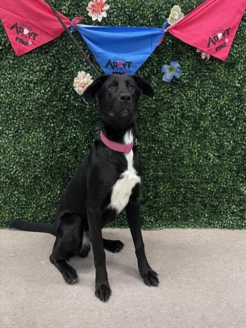 PANTHER - Labrador Retriever mix available for adoption at Saskatoon Animal Control Agency in Saskatoon