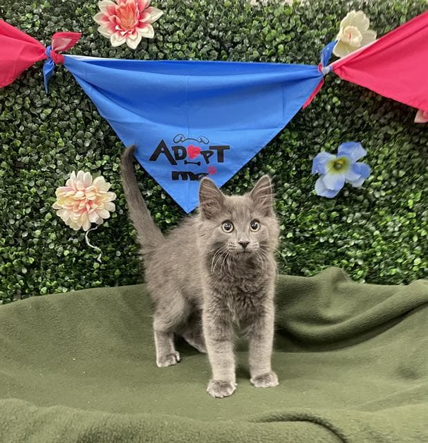 ALEJANDRO - Domestic Mediumhair cat available for adoption at Saskatoon Animal Control Agency in Saskatoon