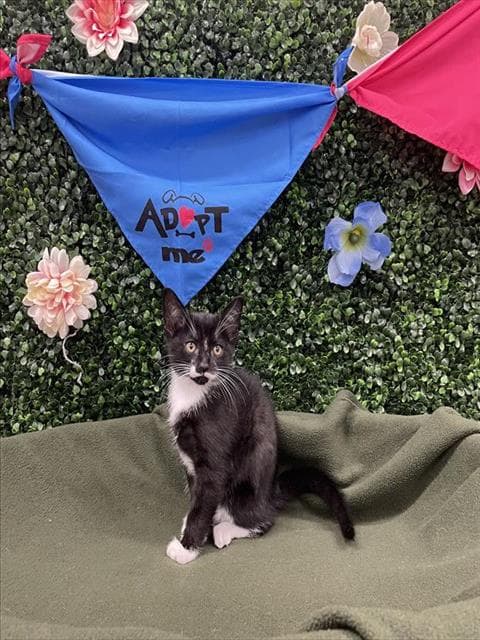 ESMERALDA - Domestic Shorthair cat available for adoption at Saskatoon Animal Control Agency in Saskatoon