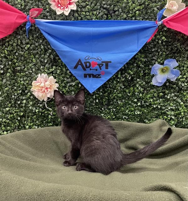 FERNANDO - Domestic Shorthair cat available for adoption at Saskatoon Animal Control Agency in Saskatoon