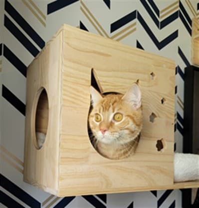 CHESTER - Domestic Shorthair cat available for adoption at Ottawa Humane Society in Ottawa