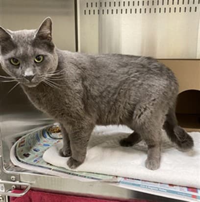 ANTEROS - Domestic Shorthair cat available for adoption at Ottawa Humane Society in Ottawa