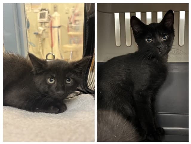 GILGAMESH - Domestic Shorthair cat available for adoption at City of Toronto Animal Services in Toronto