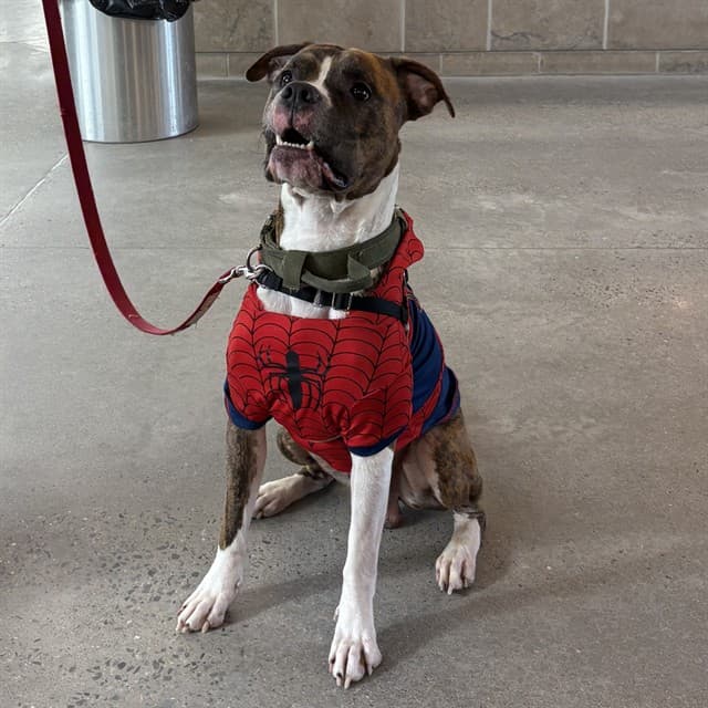 BUBBLE - Boxer mix available for adoption at Ottawa Humane Society in Ottawa