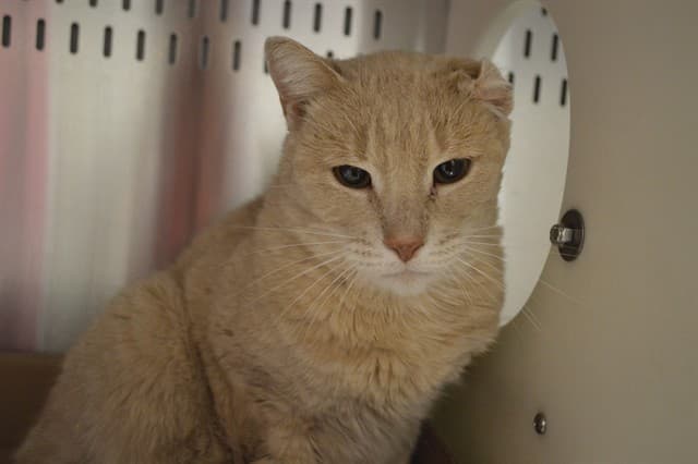 JOE - Domestic Shorthair cat available for adoption at Ottawa Humane Society in Ottawa