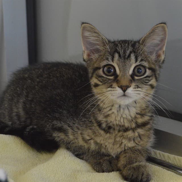 SPAGHETTI - Domestic Shorthair cat available for adoption at Ottawa Humane Society in Ottawa