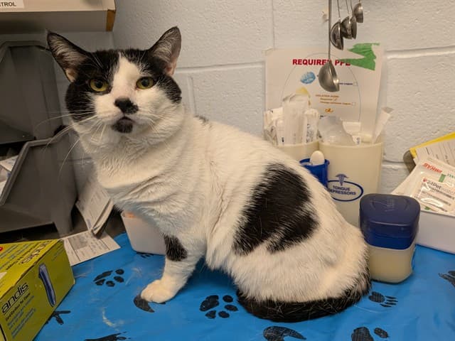 MR MOO - Domestic Shorthair cat available for adoption at City of Toronto Animal Services in Toronto
