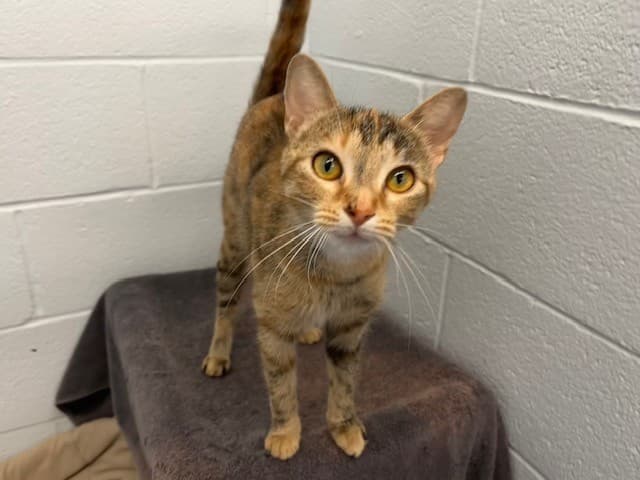 SAFFRON - Domestic Shorthair cat available for adoption at City of Toronto Animal Services in Toronto