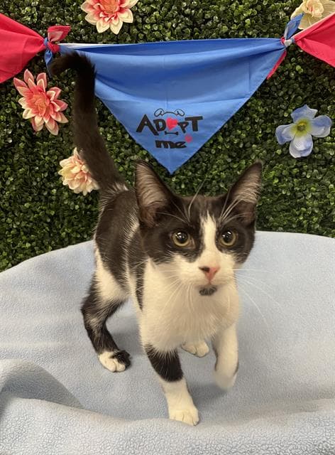 MR. MOO - Domestic Shorthair cat available for adoption at Saskatoon Animal Control Agency in Saskatoon