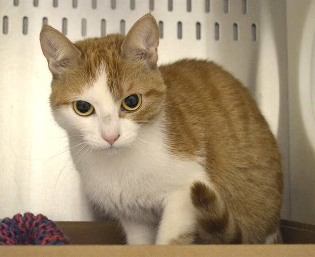 FRITO - Domestic Shorthair cat available for adoption at Ottawa Humane Society in Ottawa