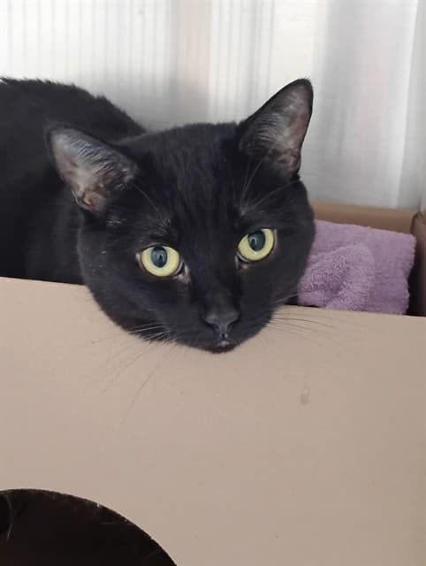 SABRINA - Domestic Shorthair cat available for adoption at Ottawa Humane Society in Ottawa