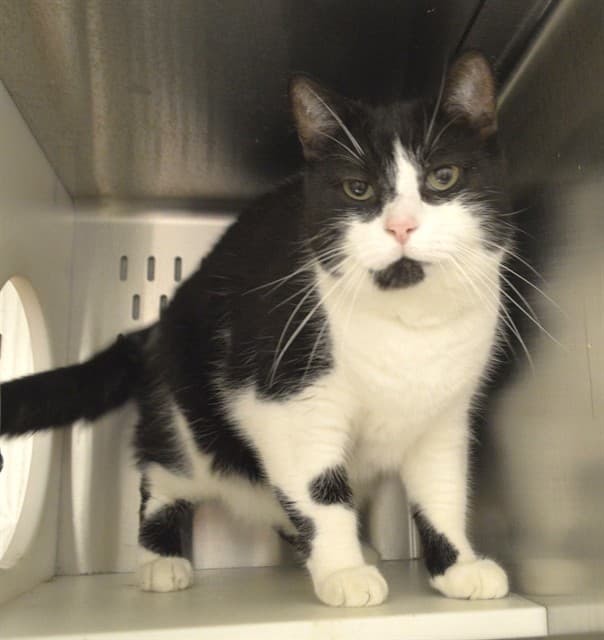 GARY - Domestic Shorthair cat available for adoption at Ottawa Humane Society in Ottawa