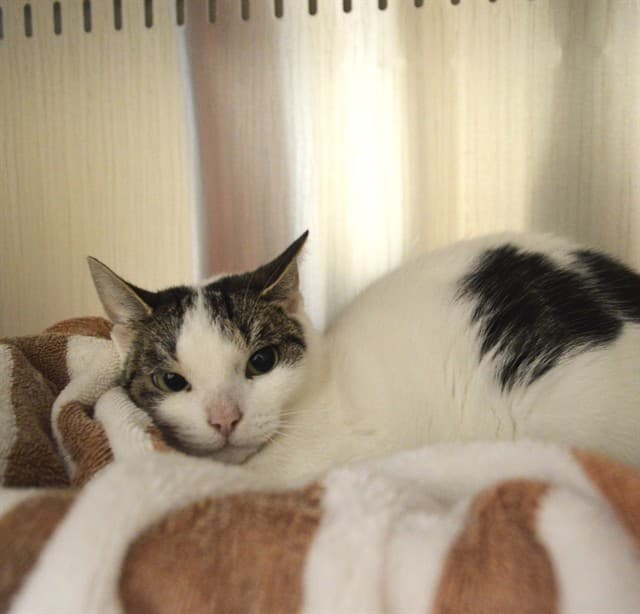 PEANUT - Domestic Shorthair cat available for adoption at Ottawa Humane Society in Ottawa