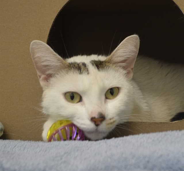 POMPADOUR - Domestic Shorthair cat available for adoption at Ottawa Humane Society in Ottawa