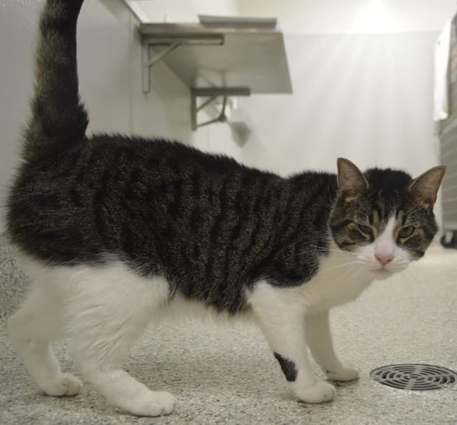 HANK HILL - Domestic Shorthair cat available for adoption at Ottawa Humane Society in Ottawa