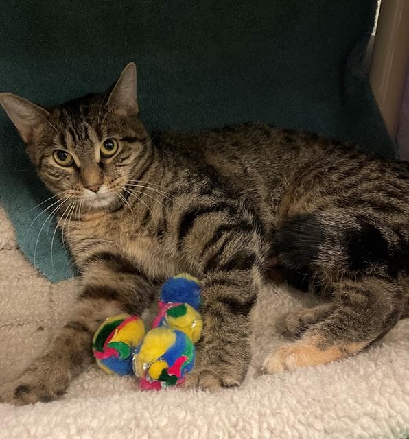 ROSIE - Domestic Shorthair cat available for adoption at Ottawa Humane Society in Ottawa