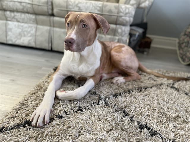 SUMAC - Retrver Labradr mix available for adoption