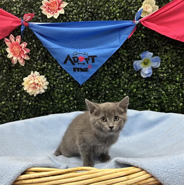 LOOFAH - Domestic Mediumhair cat available for adoption at Saskatoon Animal Control Agency in Saskatoon