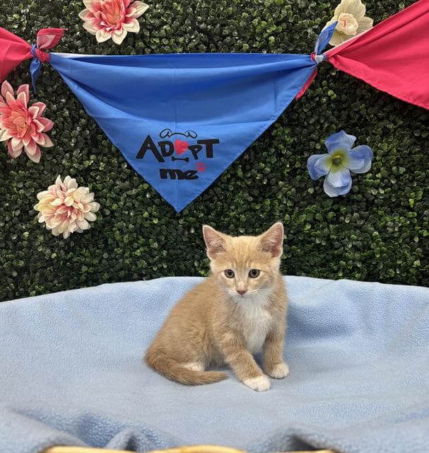 SPLISH-SPLASH - Domestic Shorthair cat available for adoption at Saskatoon Animal Control Agency in Saskatoon